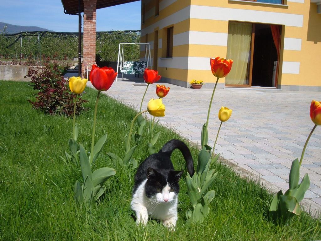 Agriturismo Fior Di Campo ドロネーロ エクステリア 写真